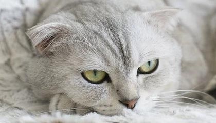 世界杯直播下载-AC米兰！2020之王！圣诞冠军！一觉醒来又是绝杀！