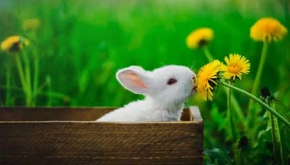 世界杯直播下载-行云流水！雷琼·塔克传跑 底线接球蓄力起飞双手炸筐